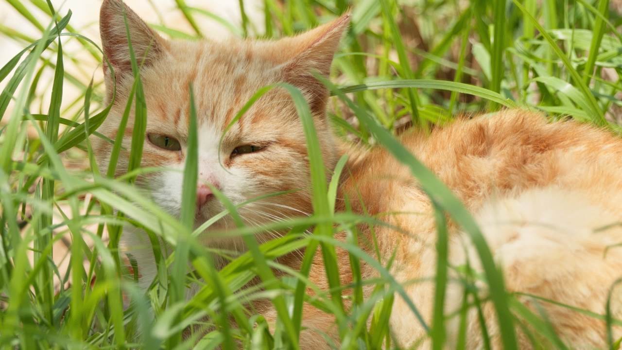 公园的小猫咪流浪猫 34