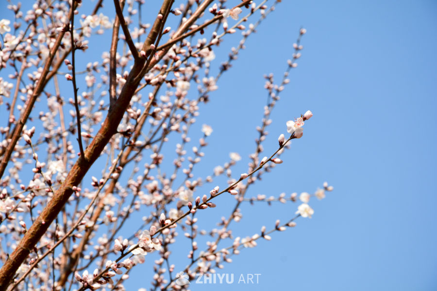 春花山桃
