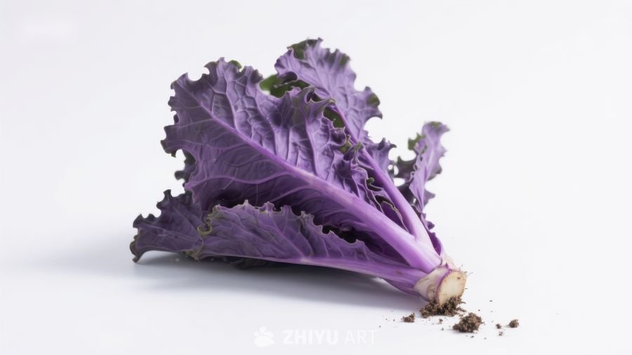 紫色羽衣甘蓝特写