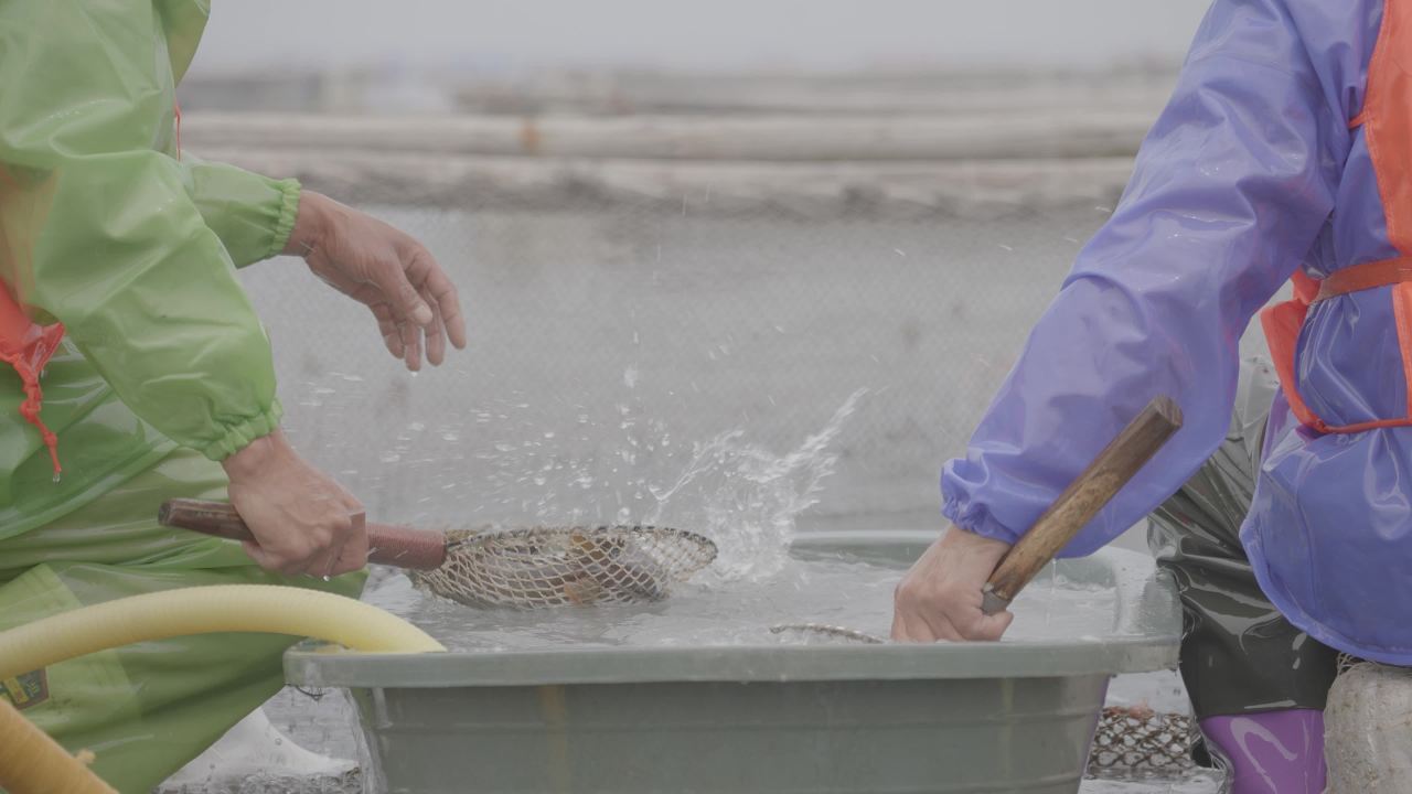 渔民捞鱼作业场景