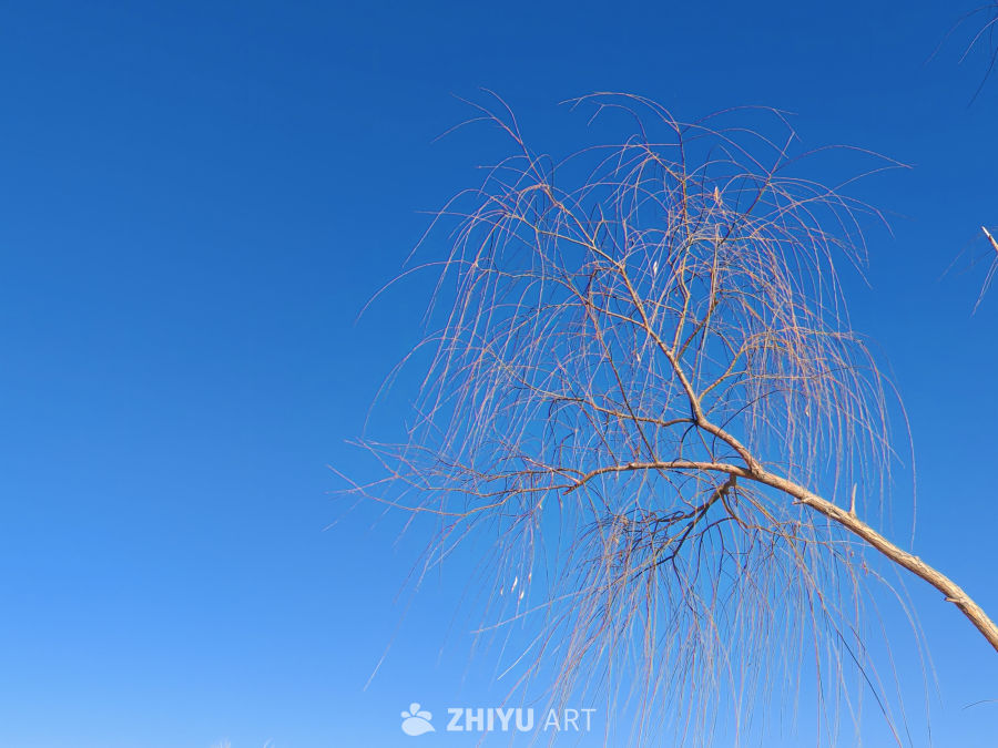 蓝天下的枯枝剪影