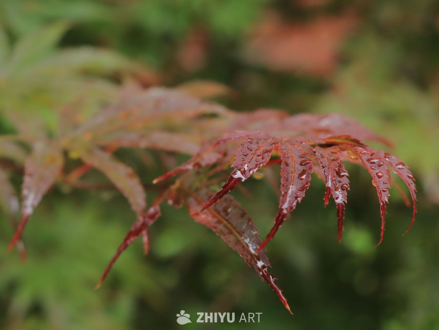 雨后红叶静谧景