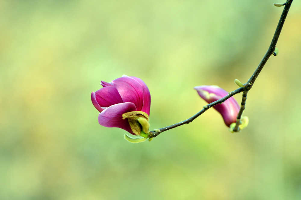 紫色玉兰花