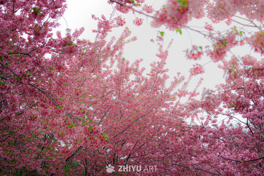 浪漫花海