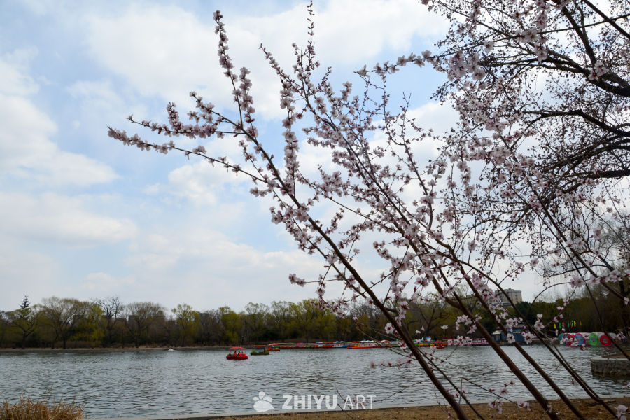 春花山桃