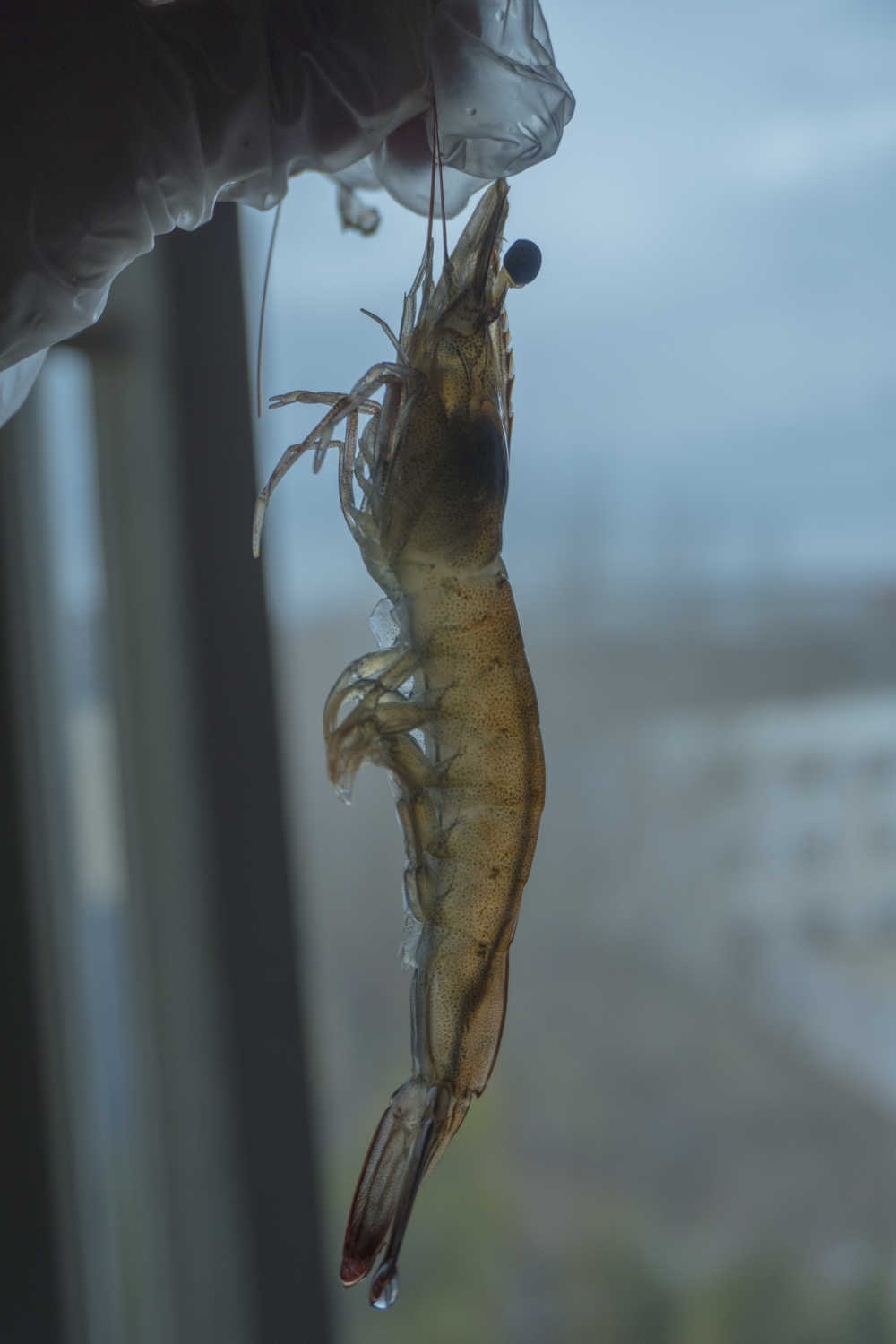 新鲜的虾
