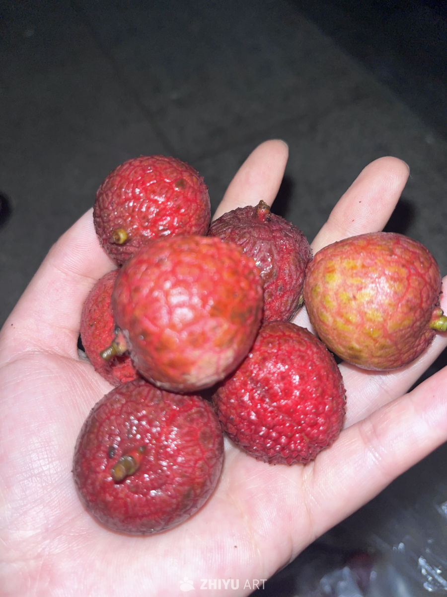 掌心的荔枝