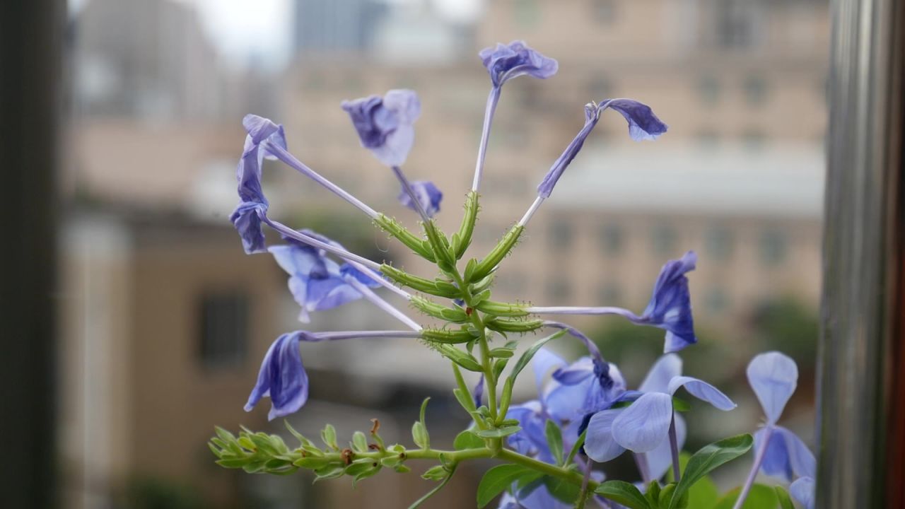 风中的蓝花丹花