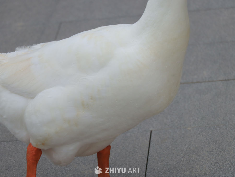 白鹅的背影