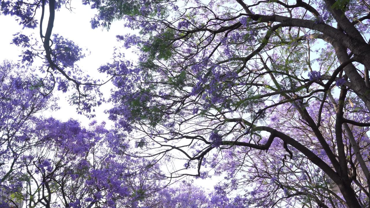 紫色花海下的宁静时光