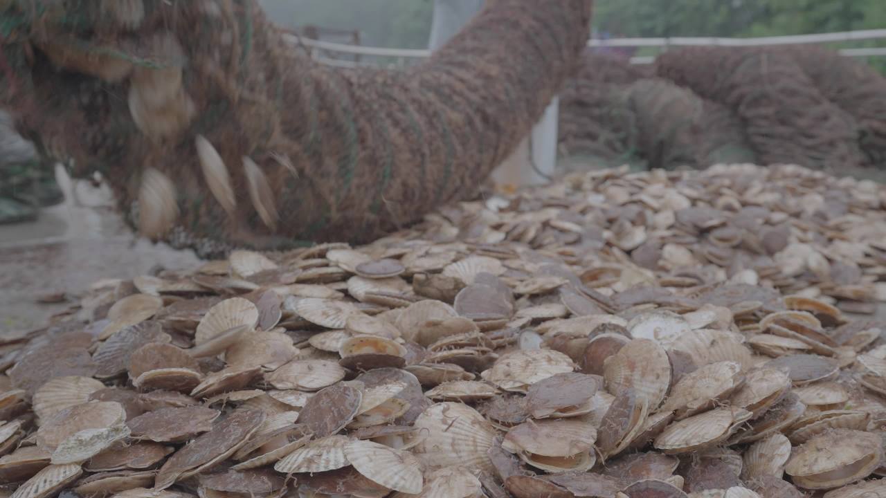 码头扇贝捕捞收获