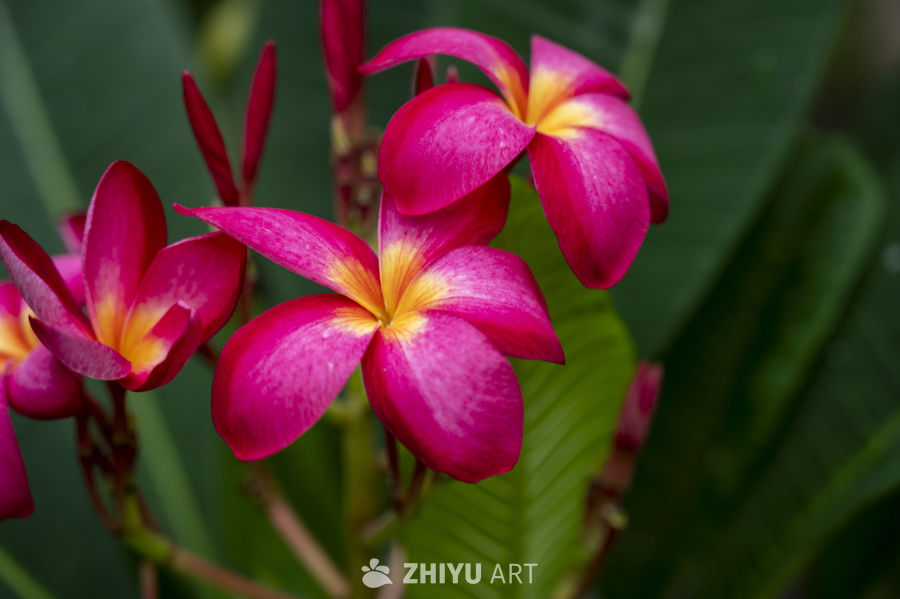 热带植物合集 1