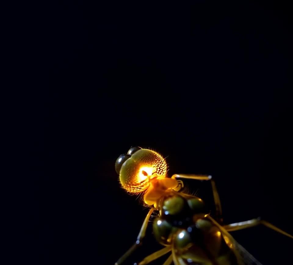 萤火虫发光器特写：微弱光芒照亮黑暗