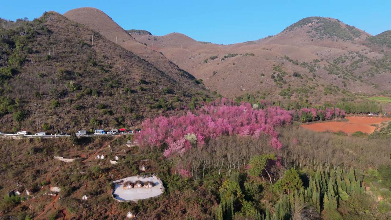 山间樱花盛开