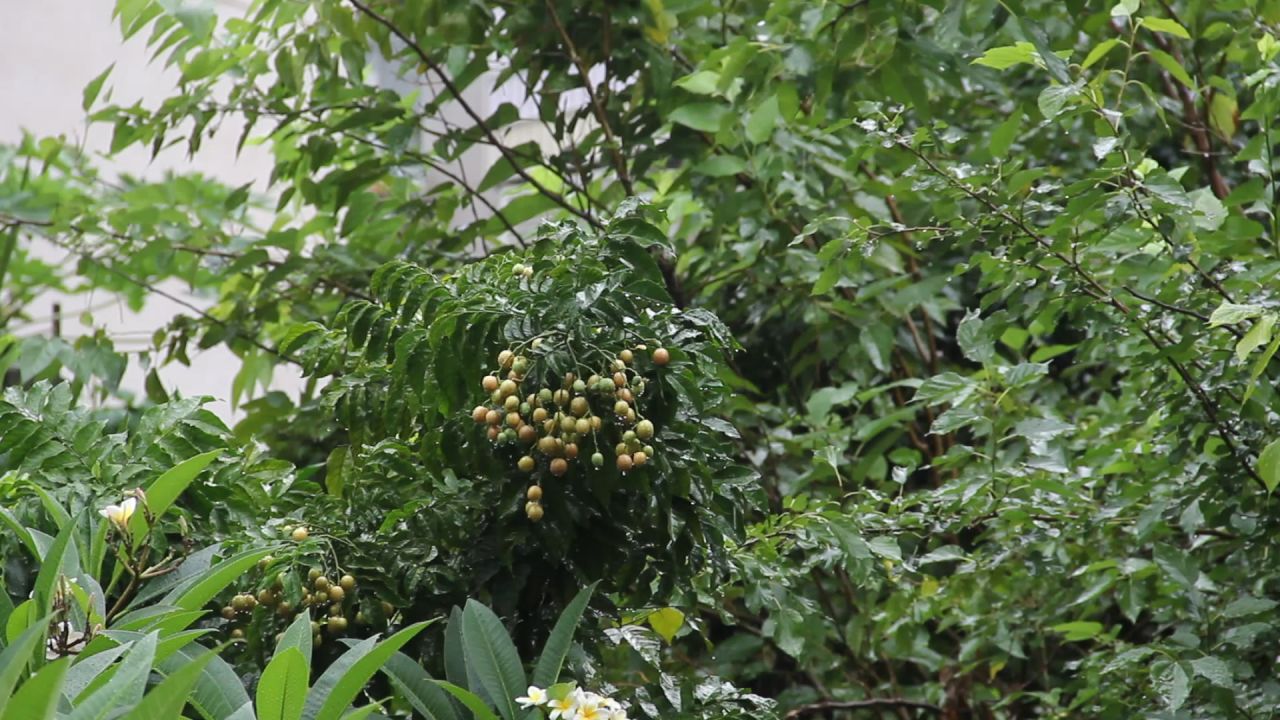 大雨中的黄皮果树