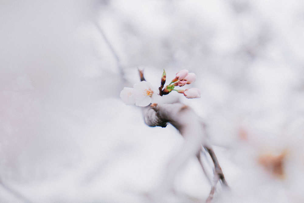 樱花季