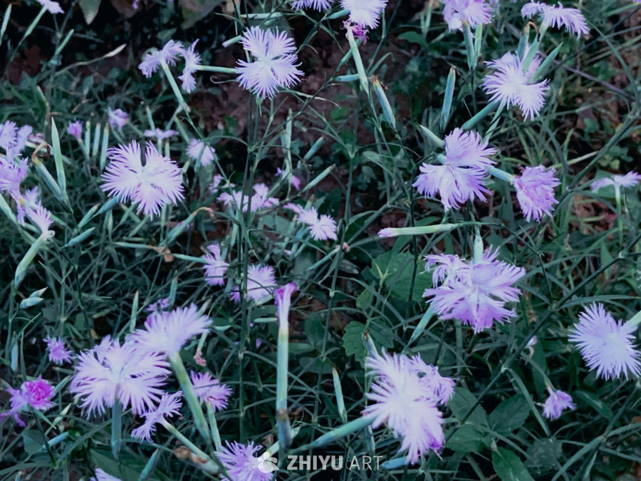 紫色花海的宁静时光