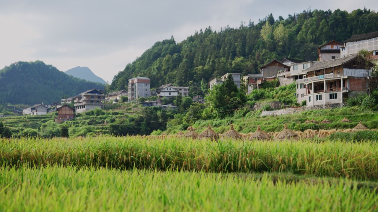 村庄旁边成熟的稻田稻子