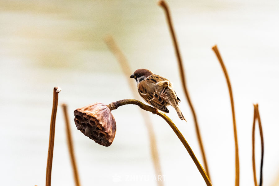 麻雀栖息莲蓬上
