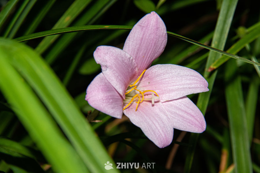 中药材与药材花 98