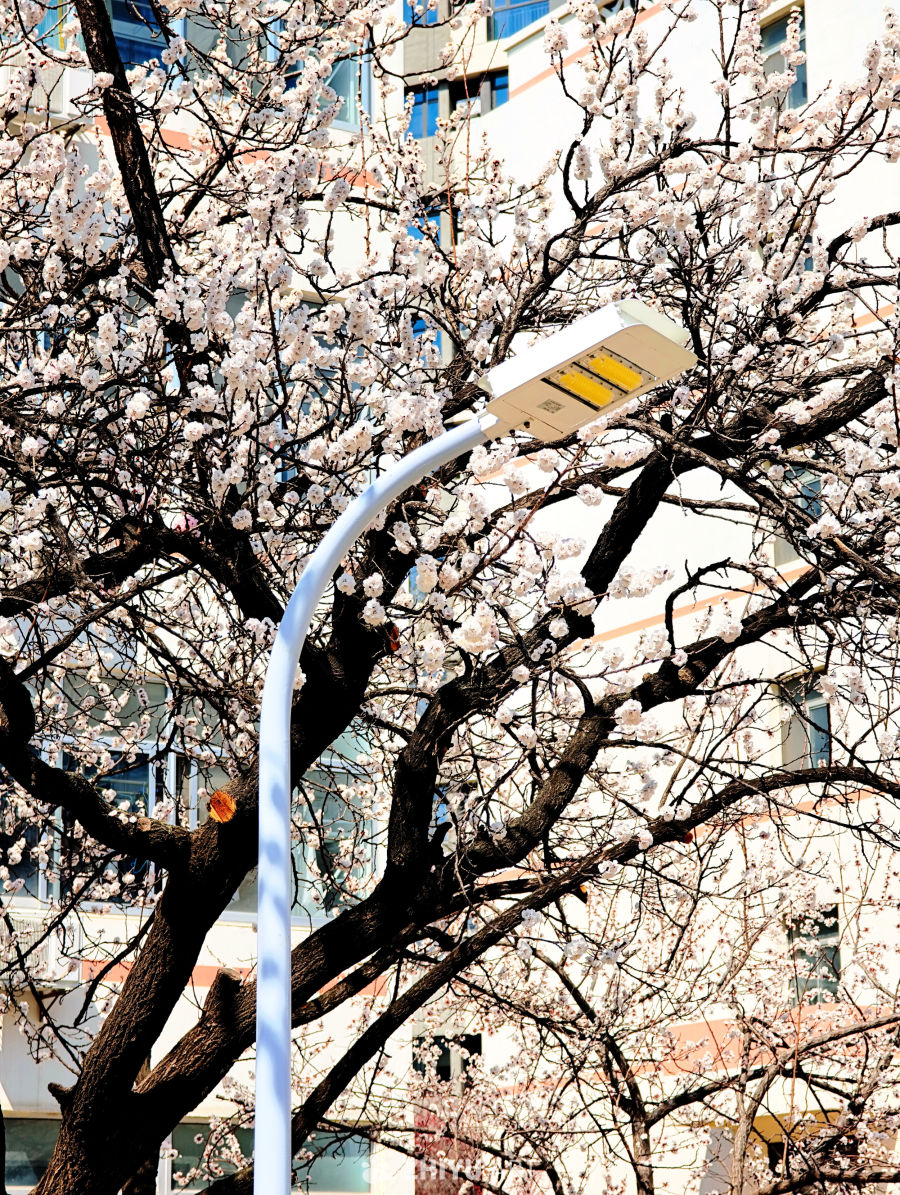 ins风樱花