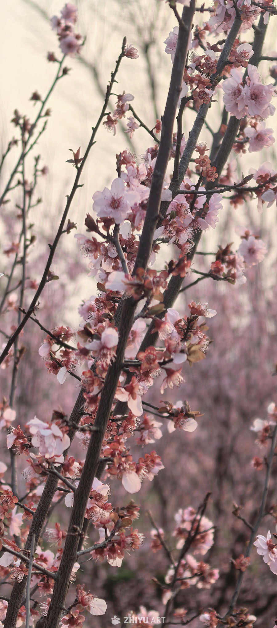 春天当然要拍花