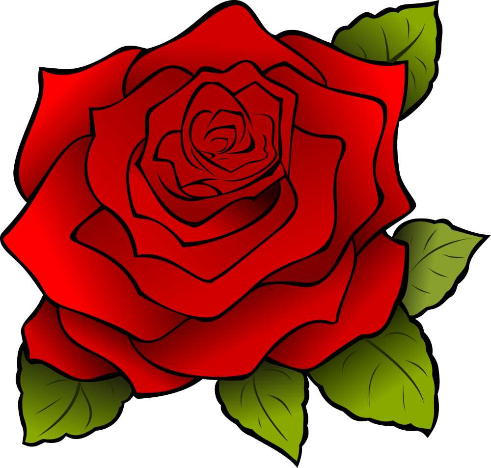 花红色玫瑰开花自然浪漫