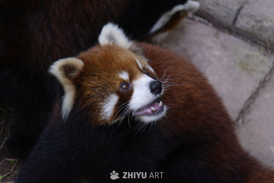 无敌可爱小熊猫