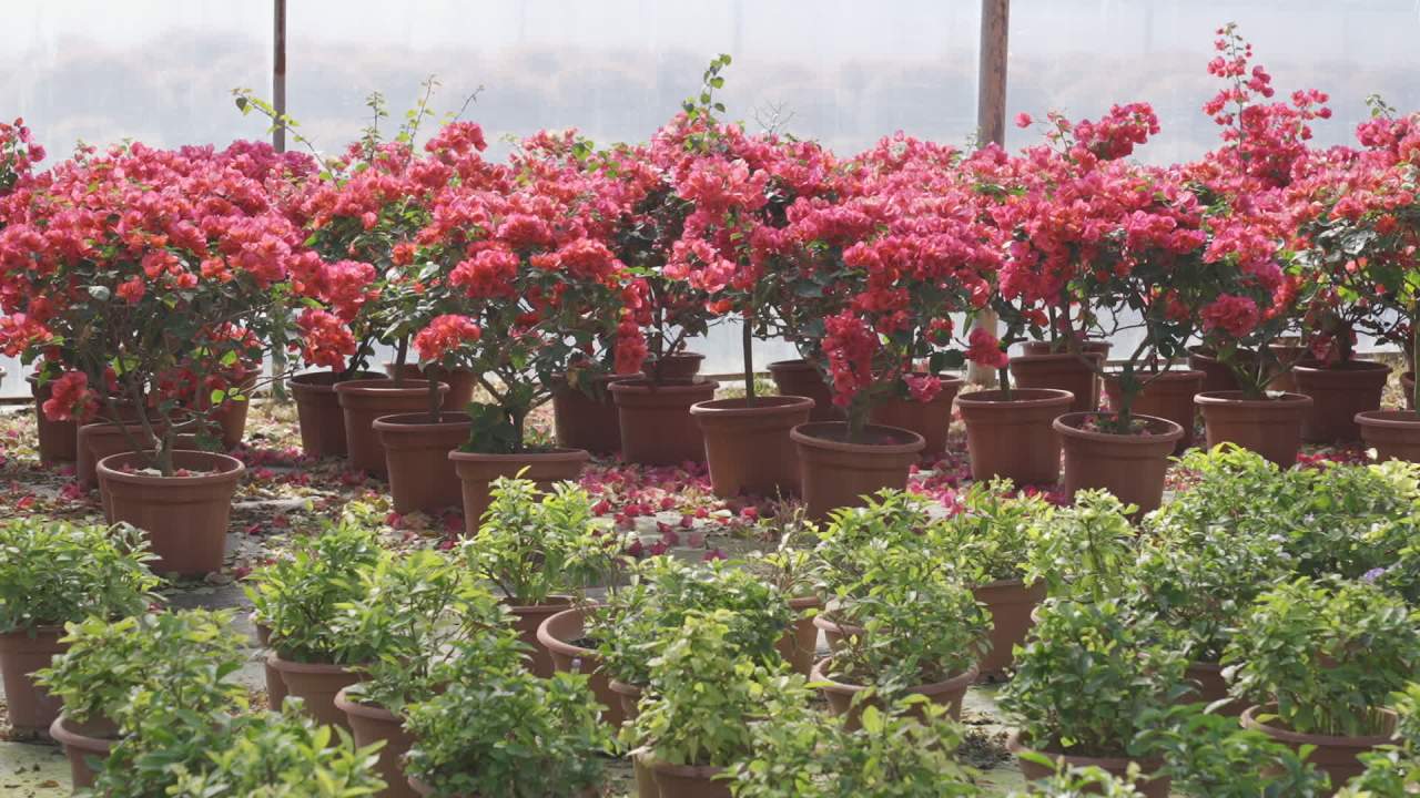 年宵花 20