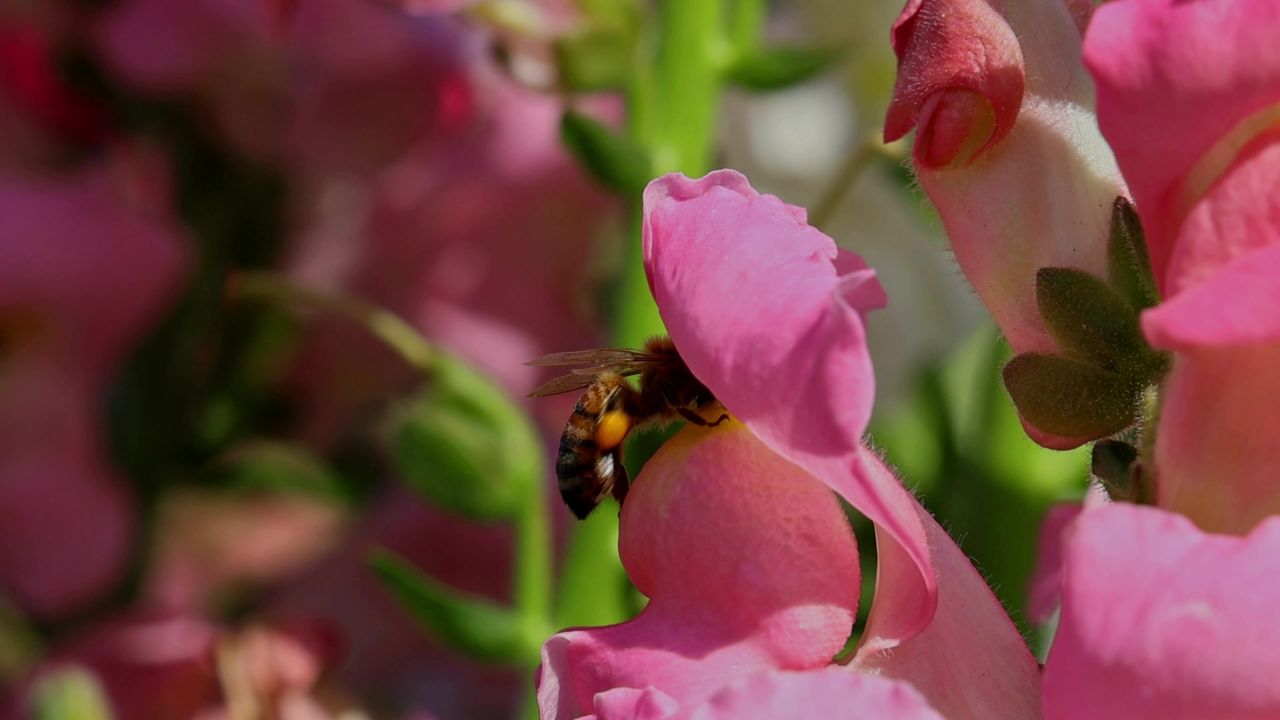 春暖花开蜜蜂采蜜 5
