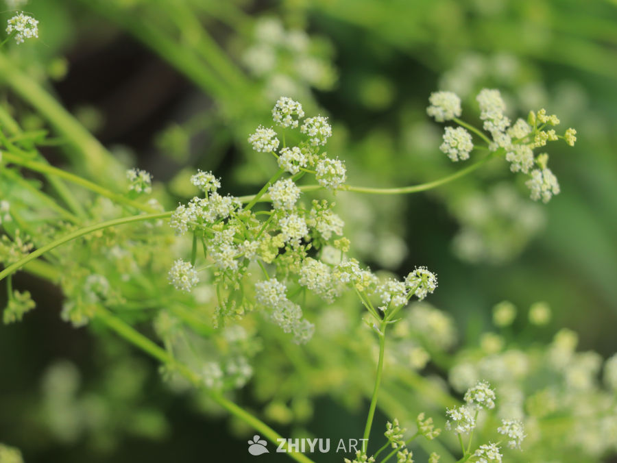 春天的小花