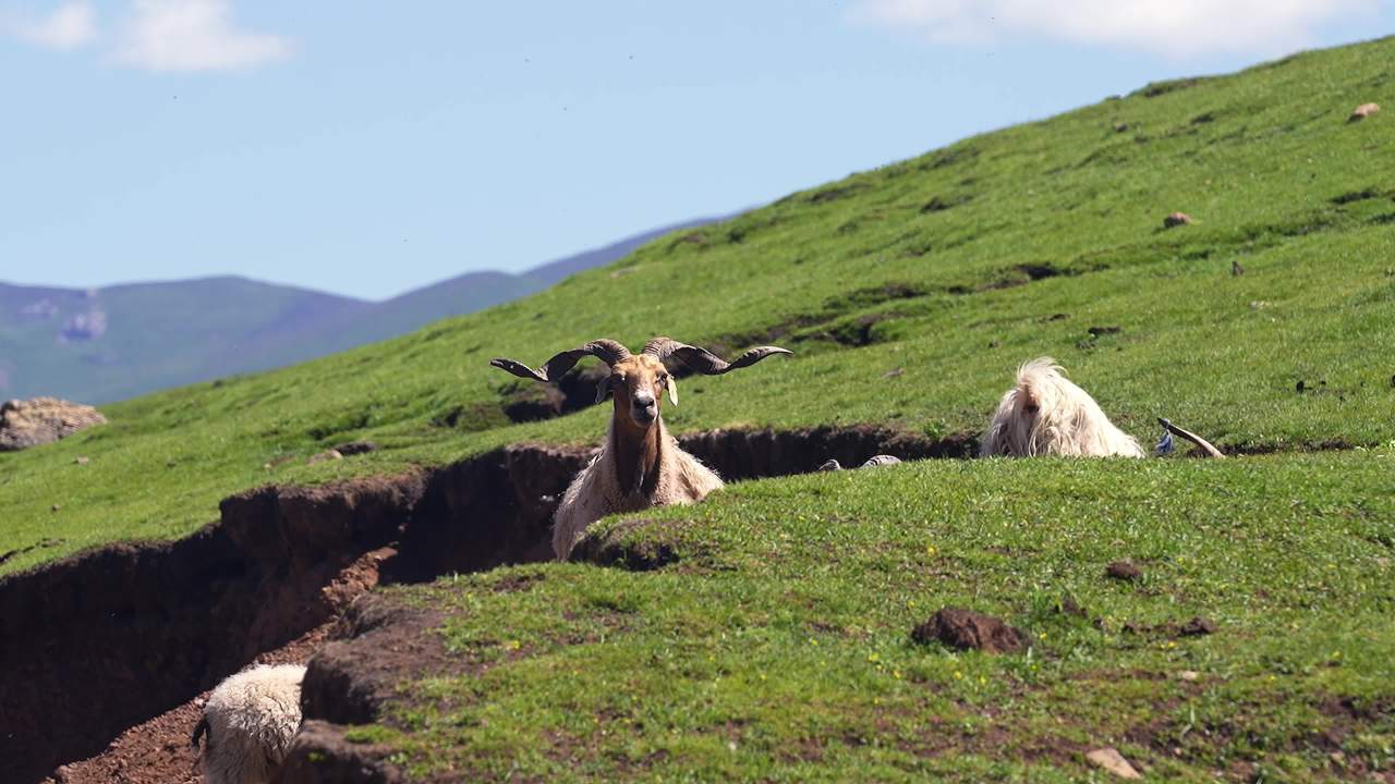 牧民放羊高山草坡