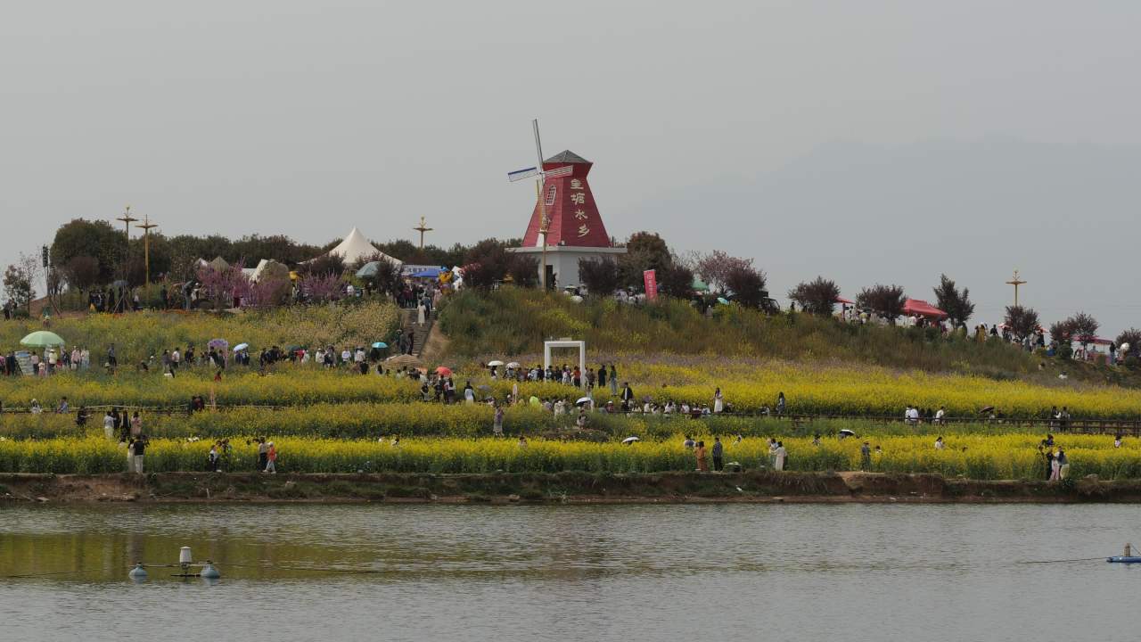 金色花海 27