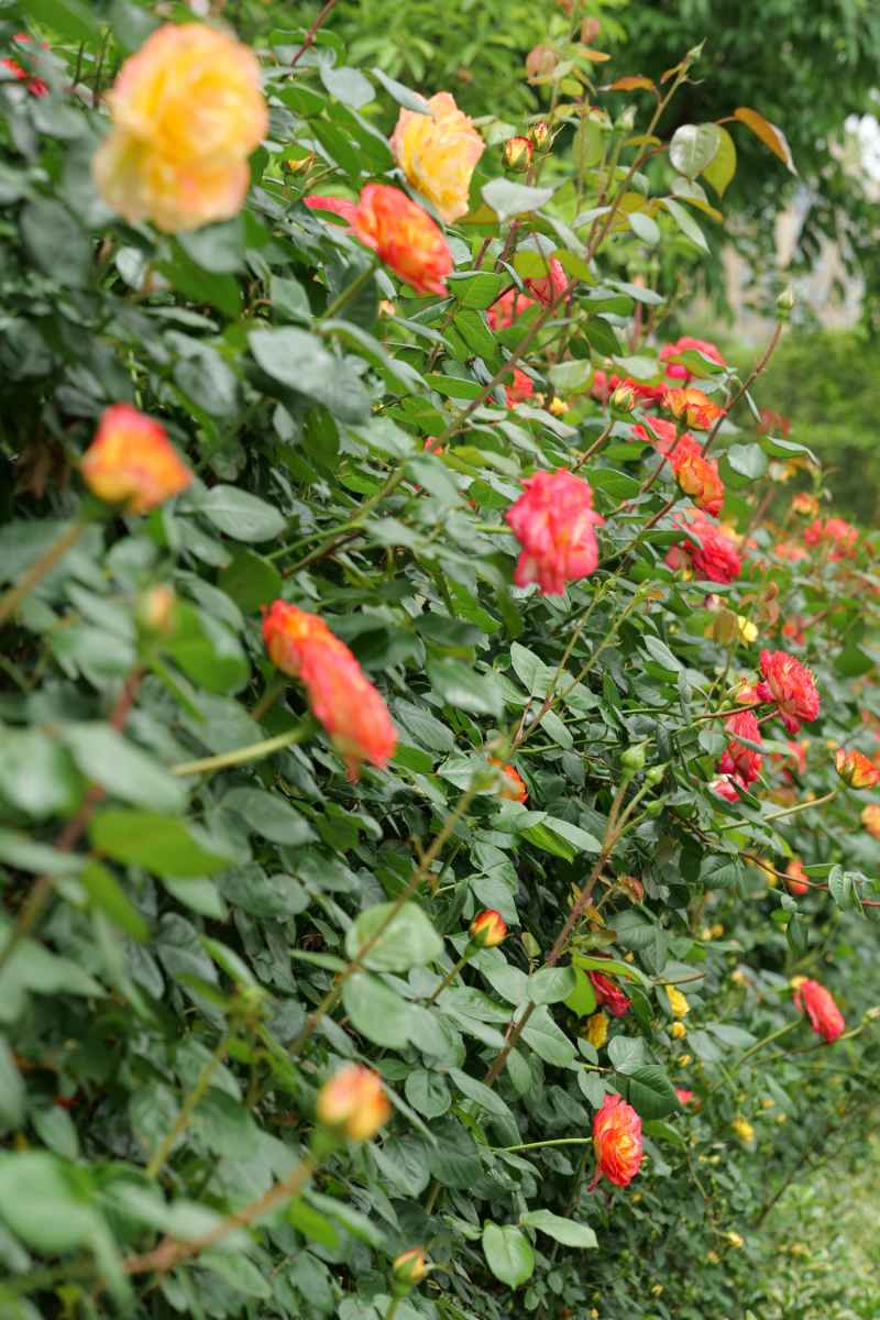 月季花 8