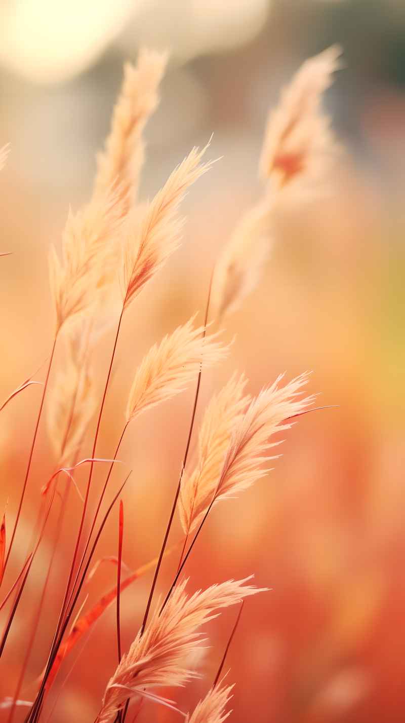 秋季唯美自然景色小草枯黄色