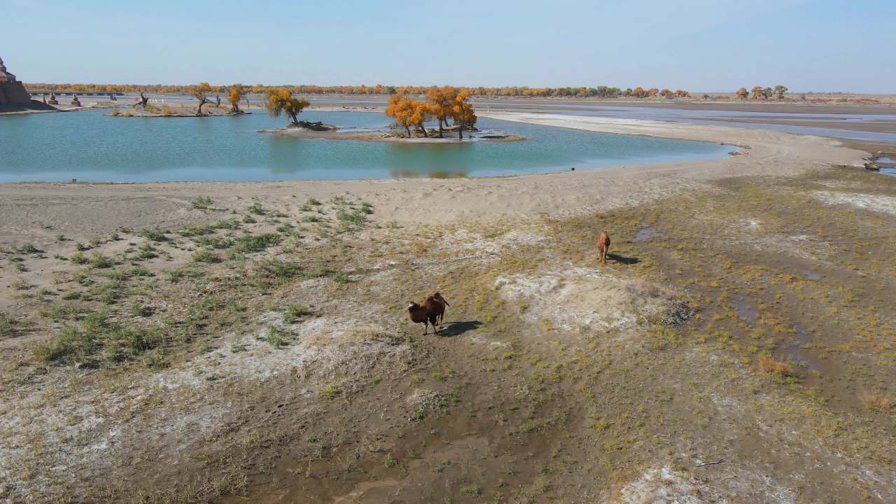 内蒙古额济纳弱水黑城胡杨林景区湖中小岛胡杨树 6