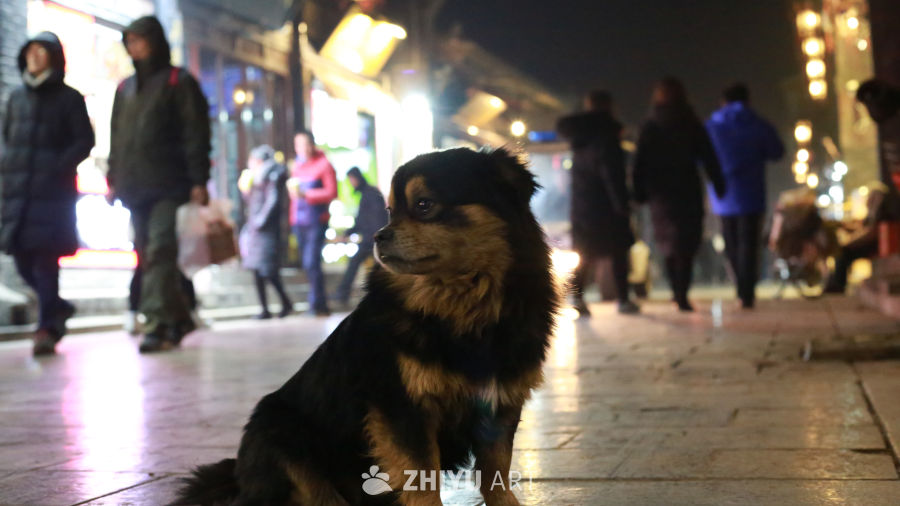 夜市中的守望者