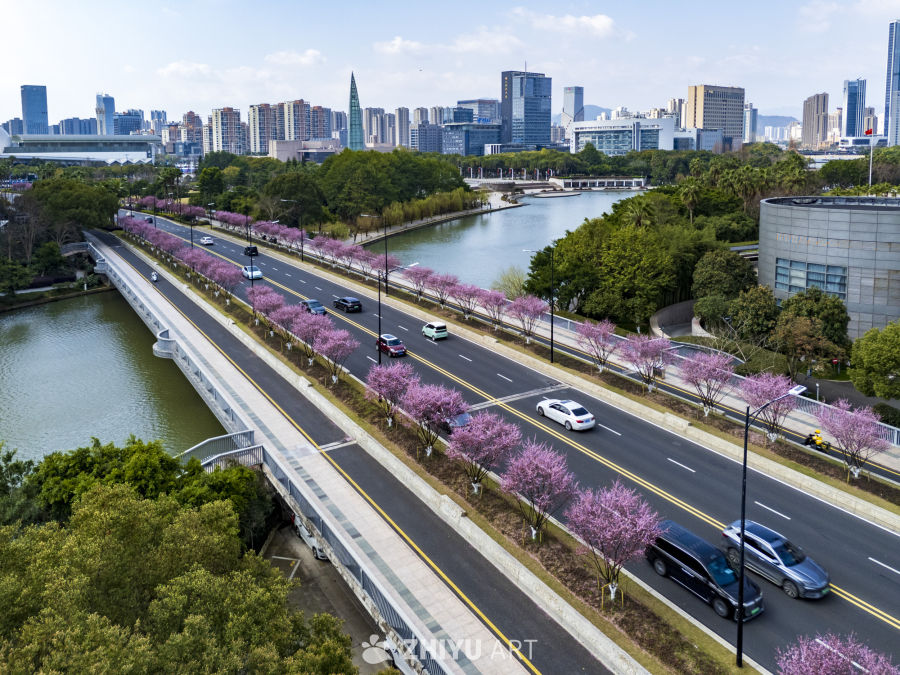 城市河畔的樱花大道