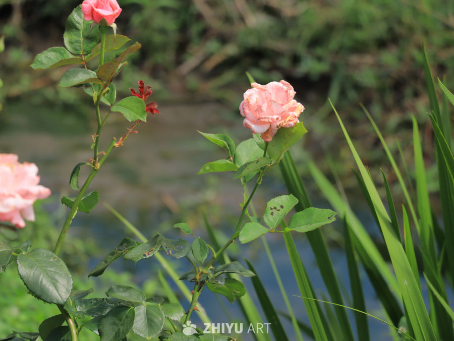 生机的湖畔，盛开的鲜花