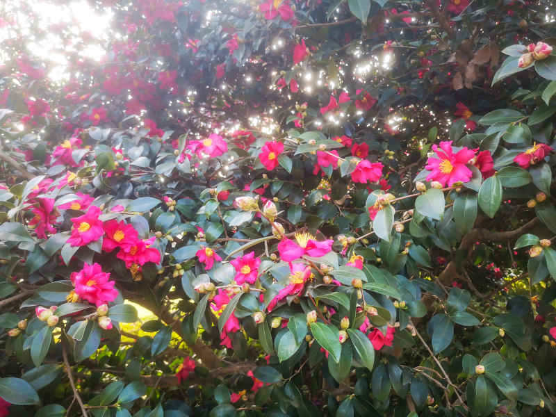 鲜花盛开山茶花花朵植物摄影图 