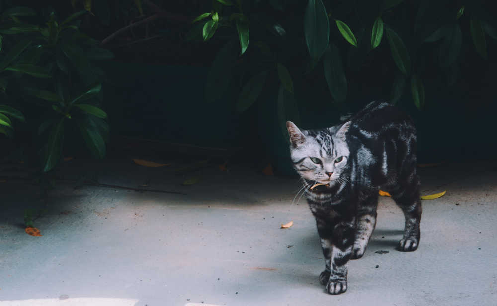 不开心的猫