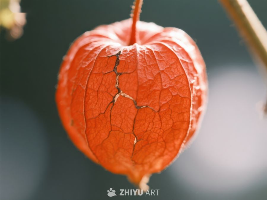干裂的橙色果实外壳 204