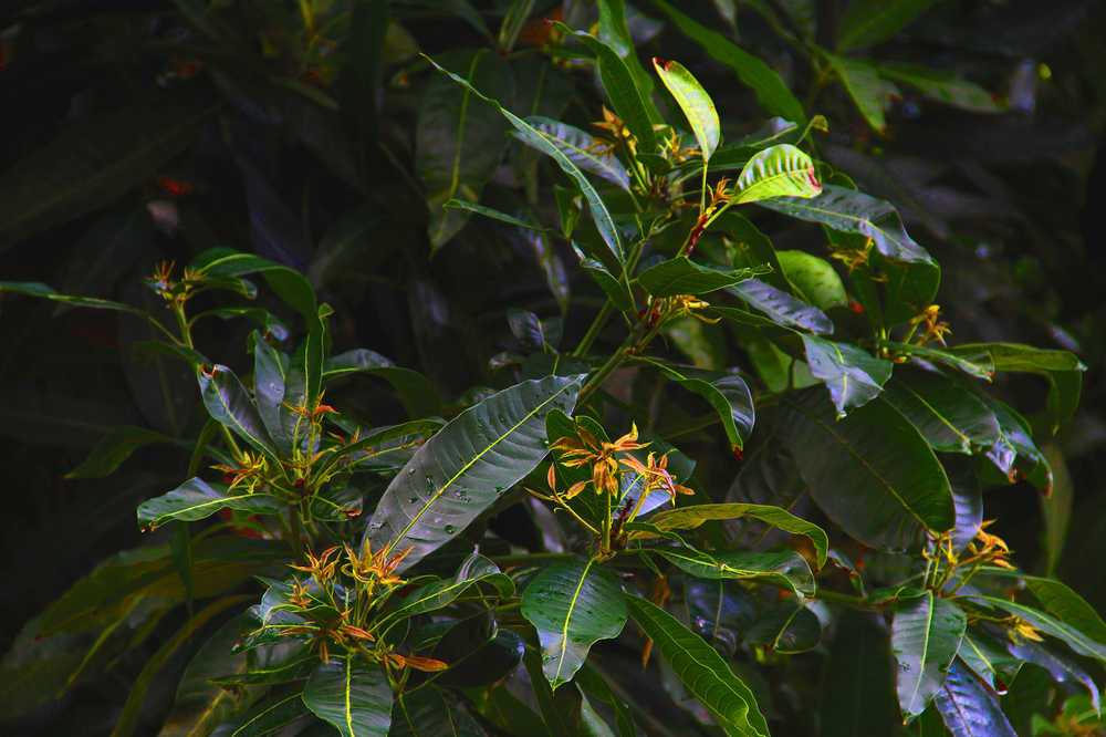芒果树嫩芽