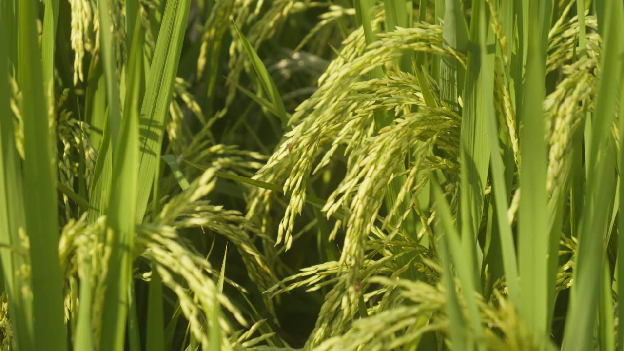 农村水稻田野粮食庄稼 11