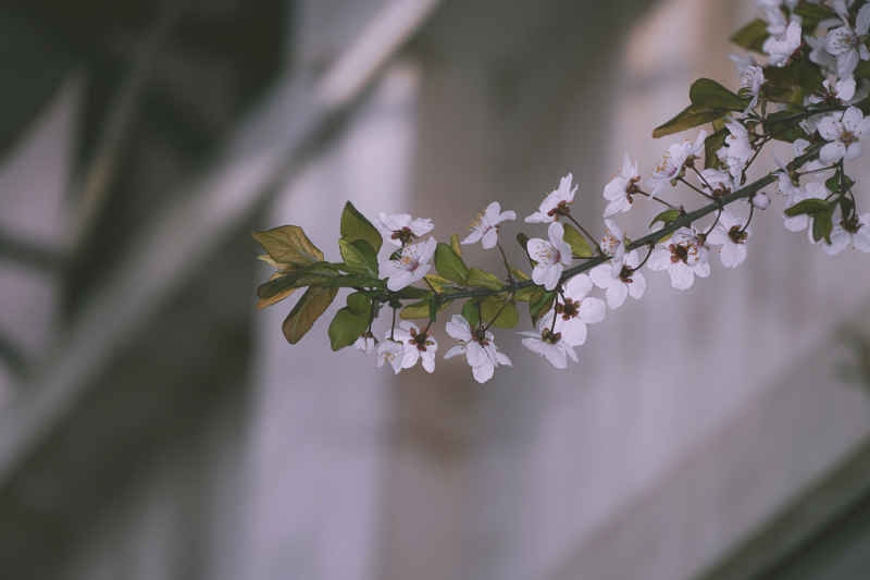 紫叶李