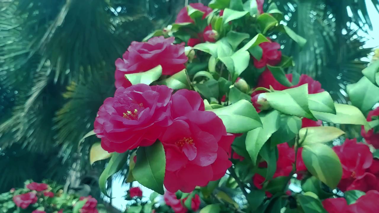 清晨下的山茶