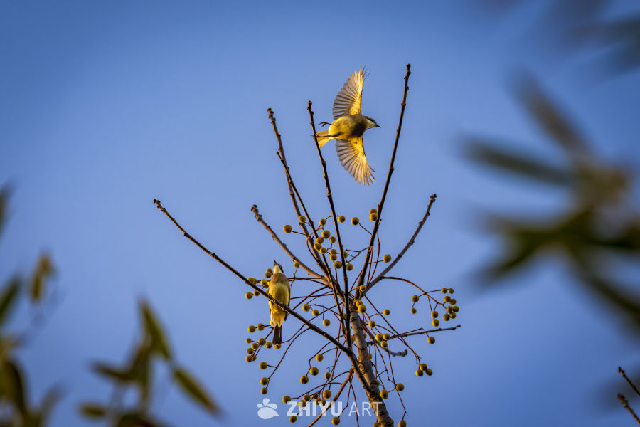 飞鸟与果实的清晨对话