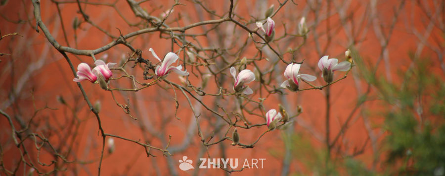 玉兰花开春意浓