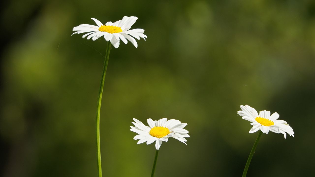 春天花朵花卉4K实拍空镜