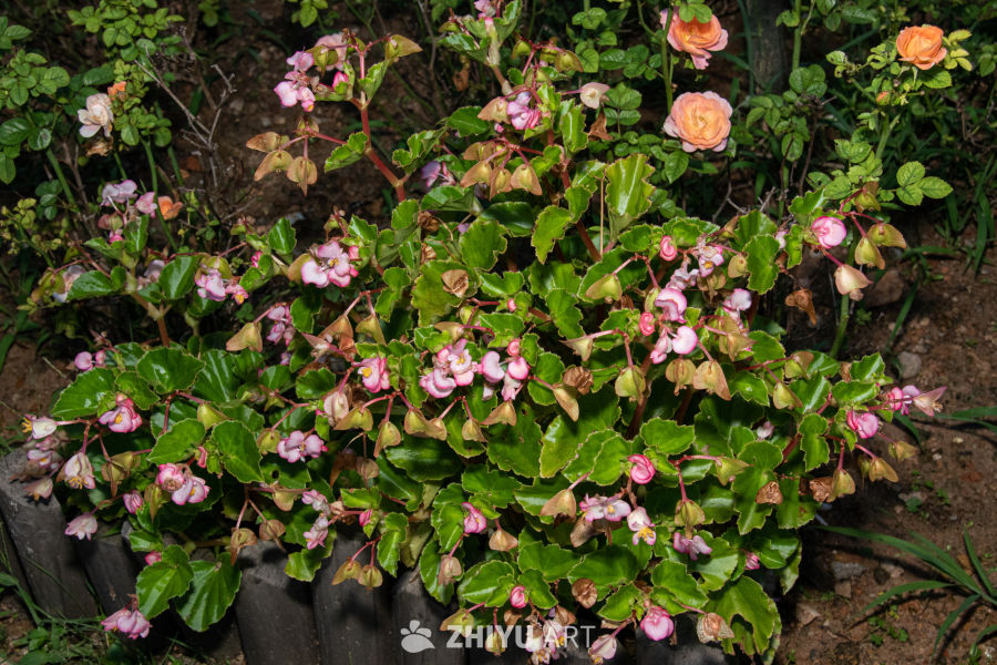 中药材与药材花 10